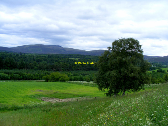 Photo 6"x4" Looking towards Delnapot Hill Cragganmore\/NJ1636 c2010