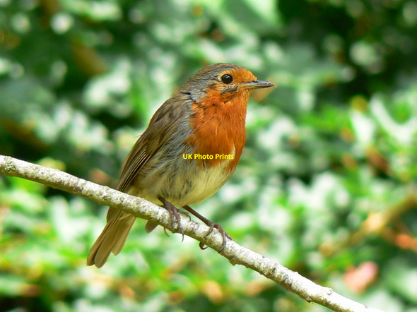 Photo 6"x4" Robin, Biddestone Cemetery Biddestone c2010