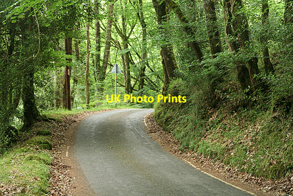 Photo 6"x4" Widecombe in the Moor: woods by Buckland Bridge Poundsgate c2010