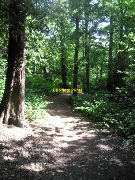 Photo 6"x4" Green Chain Walk in Bostall Woods Bexley c2010