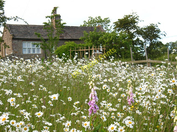 Photo 6"x4" Late spring flowers on Bog Lane Skipton c2009