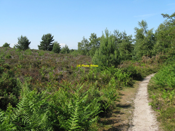 Photo 6"x4" Footpath on Heyshott Common Midhurst c2010