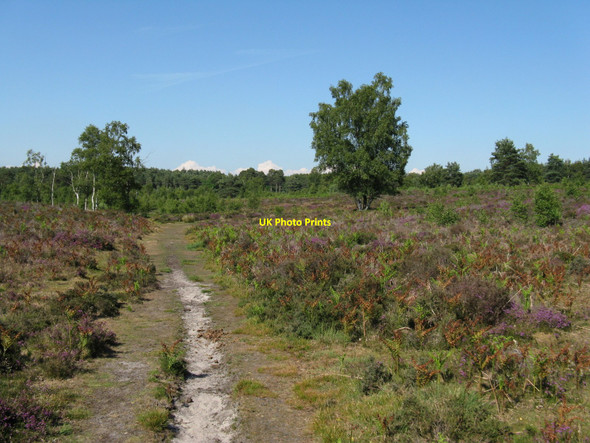 Photo 6"x4" Track through Heyshott Common South Ambersham c2010