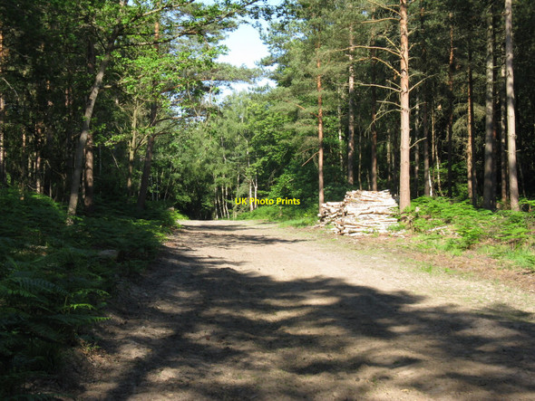 Photo 6"x4" Log pile on track through Selham Common Selham c2010