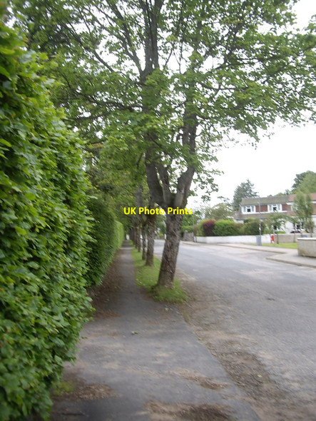 Photo 6"x4" Tree-lined William Street, Torphins Torphins c2010