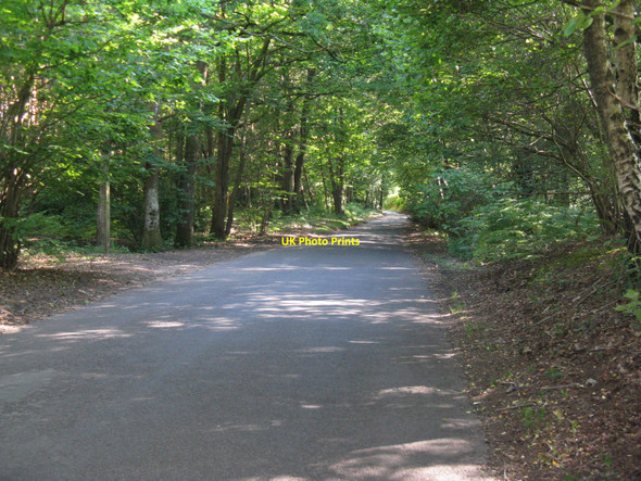 Photo 6"x4" Lane north to Selham Selham c2010