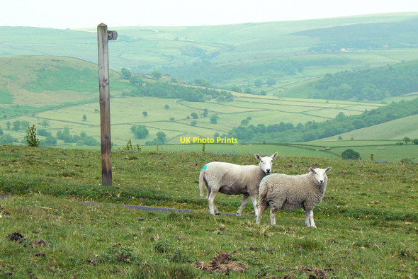 Photo 6"x4" Footpath signpost Wincle c2010