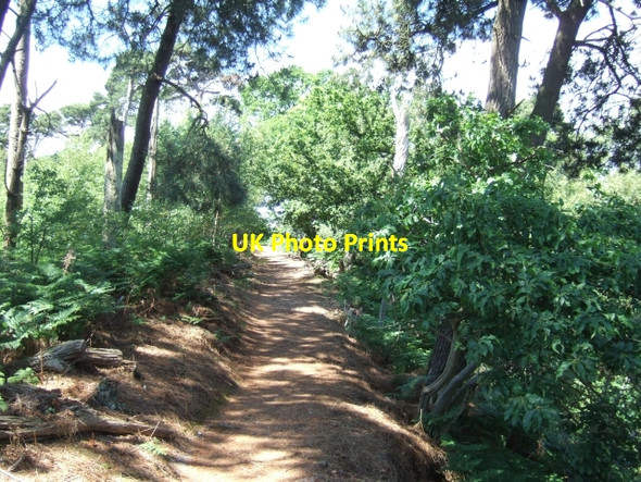 Photo 6"x4" Footpath on Cabbage Hill, Brownsea Island Lilliput c2010
