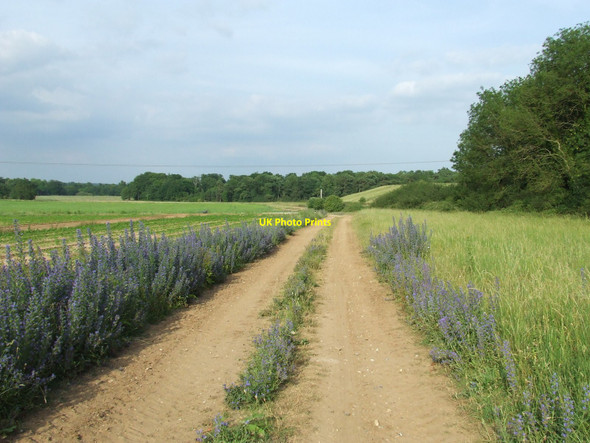 Photo 6"x4" Footpath To Lackford Lackford c2010