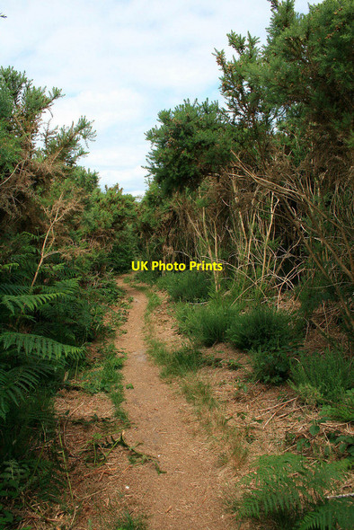 Photo 6"x4" Path through tall gorse Bournemouth c2010