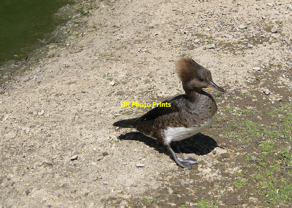 Photo 6"x4" Hooded merganser, Slimbridge Reserve Shepherd's Patch c2010