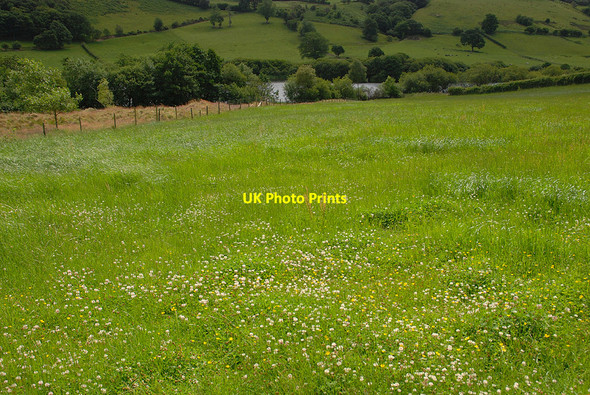 Photo 6"x4" Field above Llyn y Fan Van\/SN9587 c2010