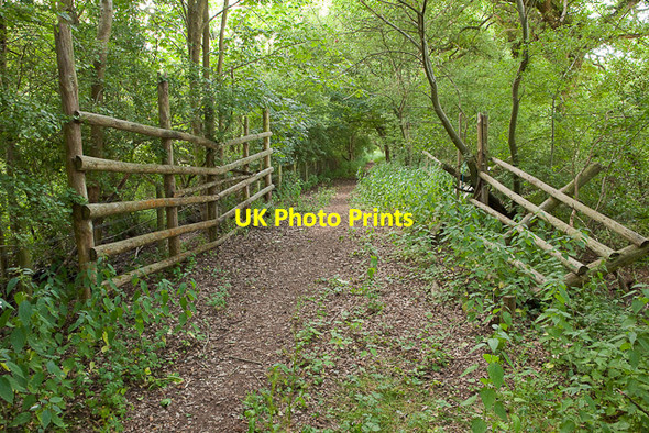 Photo 6"x4" Curious paling west of Emer Farm Crampmoor c2010