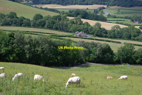 Photo 6"x4" Sheep on the hill Trefeglwys c2010
