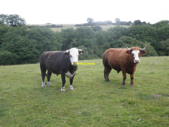 Photo 6"x4" A fine pair of bullocks, on Tor Down Okehampton c2010