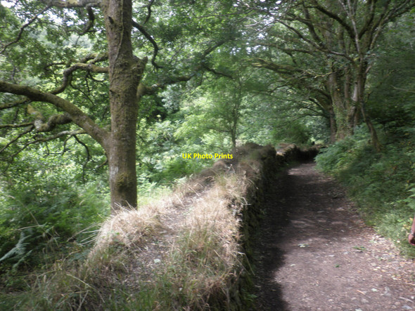 Photo 6"x4" The Tarka trail, south of Okehampton Okehampton c2010