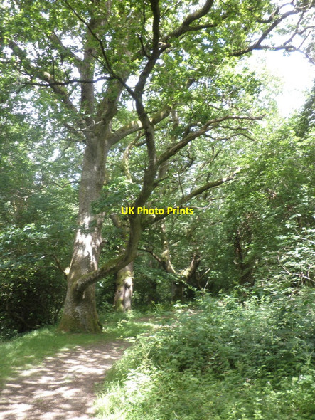 Photo 6"x4" Woodland path, on the Two Castles trail, near Okehampton Okehampton c2010