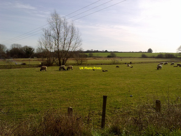 Photo 6"x4" Sheep by the River Eye\/TM1473 c2010