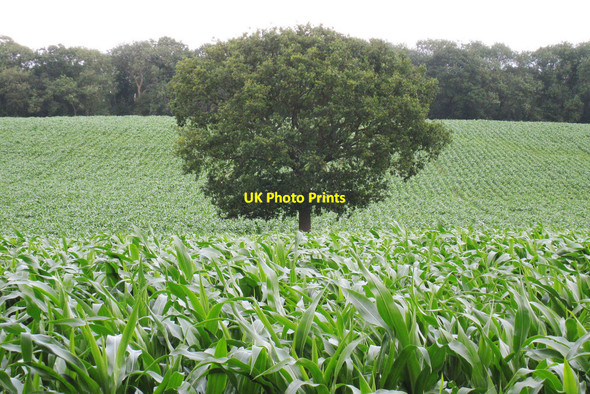 Photo 6"x4" Maize Field near Whistlers Farm How Green c2010