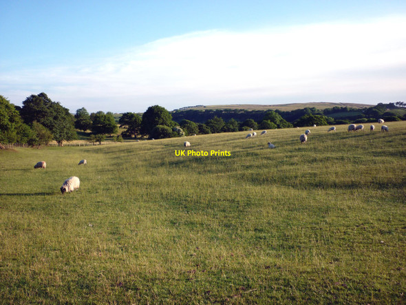 Photo 6"x4" Sheep pasture, Roeburndale Wray c2010
