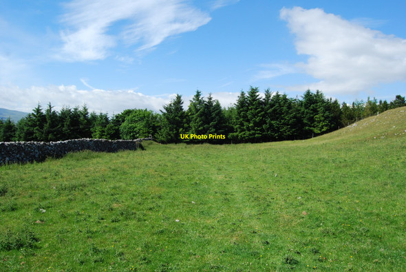 Photo 6"x4" Grazing near High Birkwith Selside\/SD7875 c2010