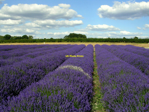 Photo 6"x4" Lavender field at Hartley Park Farm Hartley Mauditt c2010