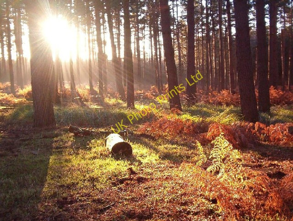 Photo 6"x4" Millbrook Warren Sunrise Ampthill c2003