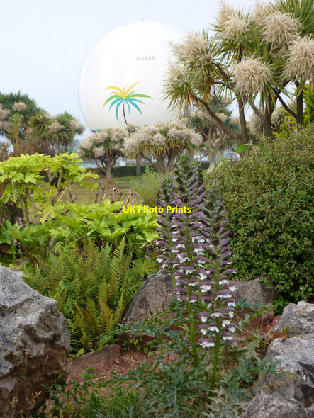Photo 6"x4" Acanthus spinosus Ornamental Gardens near Torre Abbey, Torquay Torquay c2010