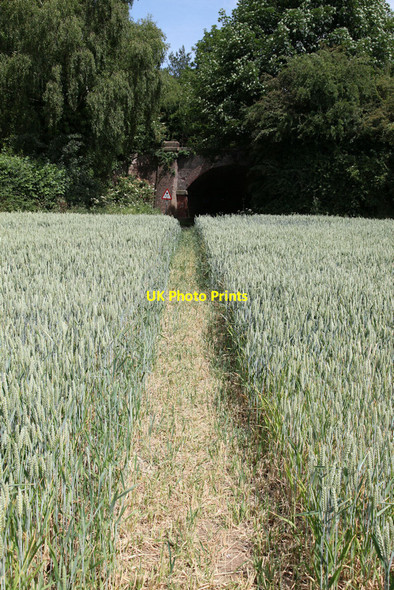 Photo 6"x4" Footpath running through cornfield Aby c2010