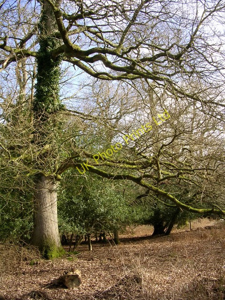 Photo 6"x4" Trees within the South Bentley Inclosure, New Forest Fritham c2006