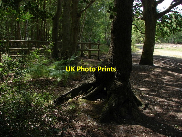 Photo 6"x4" Cowshot Common Sheets Heath c2010