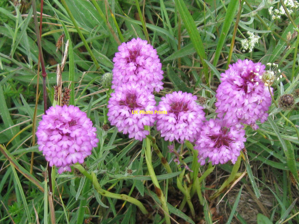 Photo 6"x4" Pyramidal Orchids Rottingdean c2010