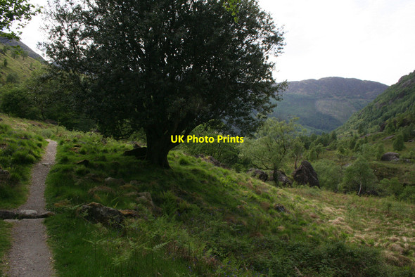 Photo 6"x4" Holly tree by the trail Achriabhach c2010