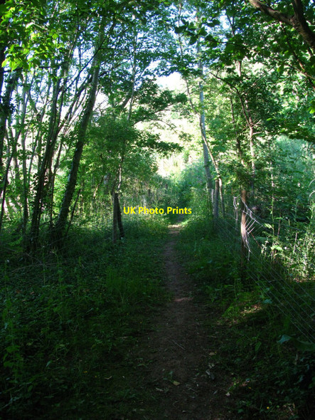 Photo 6"x4" Usk Valley Walk among the trees Caerleon or Caerllion c2010