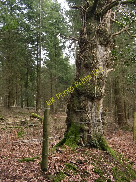 Photo 6"x4" Oak on the boundary of the North Bentley Inclosure, New Forest Fritham c2006