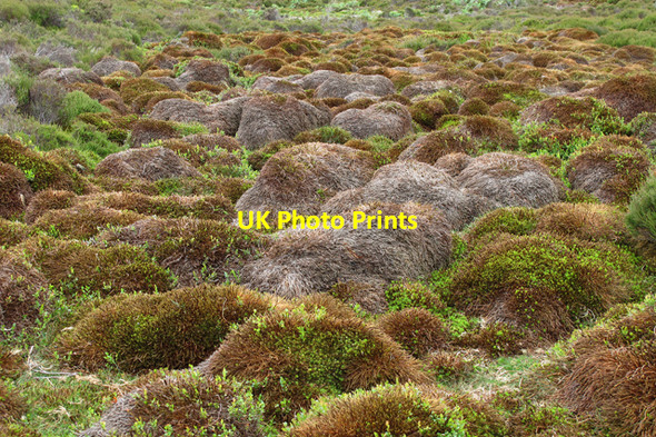 Photo 6"x4" Mossy humps above Tail Clough Sykes\/SD6351 c2010