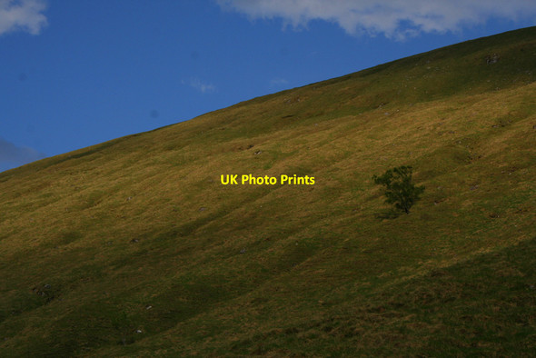 Photo 6"x4" Solitary tree, Glen Cuirnean Allt Cu\u00ecrnean c2010