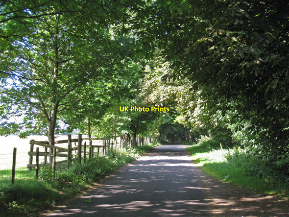 Photo 6"x4" Lane Towards White Lodge Shuttlesfield c2010