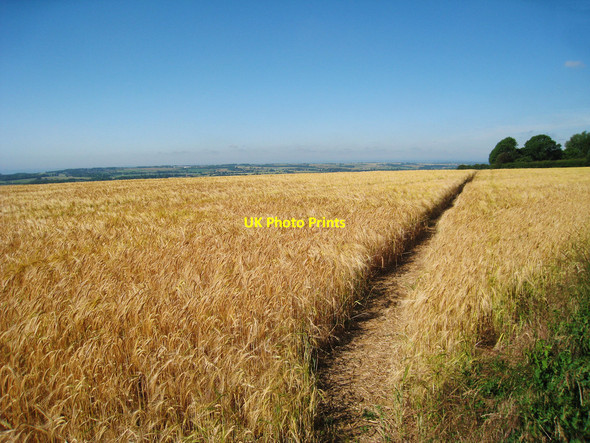 Photo 6"x4" Golden Wheat Field Hemsted c2010