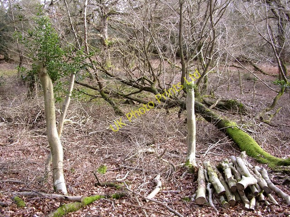 Photo 6"x4" Pollarded holly in the Ocknell Inclosure, New Forest Stoney Cross c2006