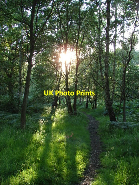 Photo 6"x4" Stringers Common Jacobs Well c2010