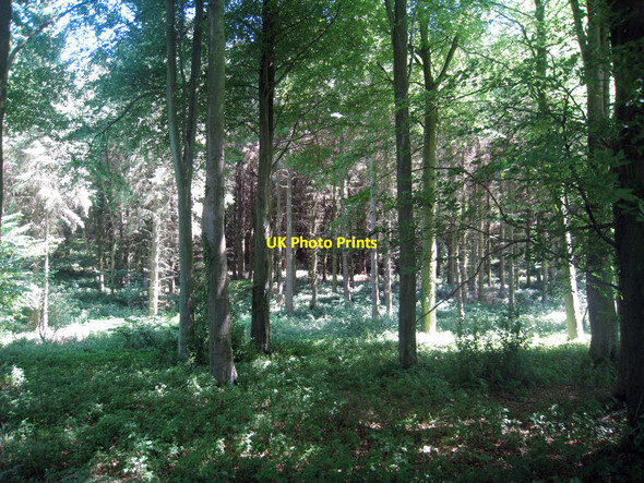Photo 6"x4" Park Wood Mockbeggar\/TR1443 c2010