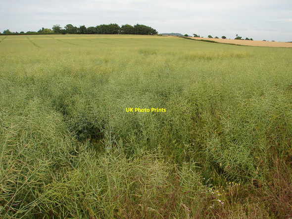 Photo 6"x4" Field near Newton on the Hill Newton on the Hill c2010