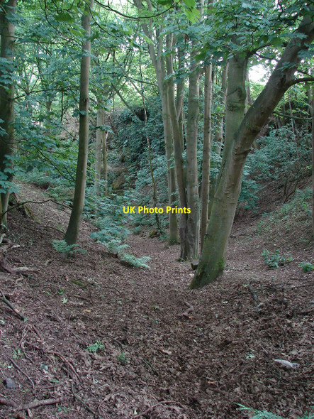 Photo 6"x4" Harmer Hill Wood Myddle c2010