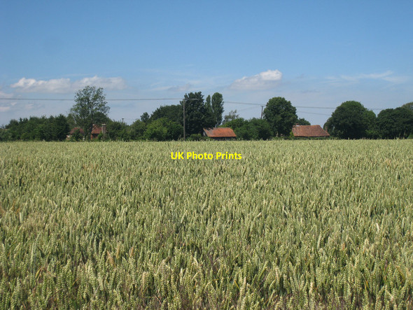 Photo 6"x4" Wheat Field alongside Kake Street Anvil Green c2010
