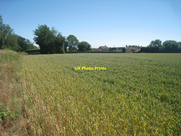 Photo 6"x4" Wheat Field off Thorn Lane North Leigh\/TR1347 c2010