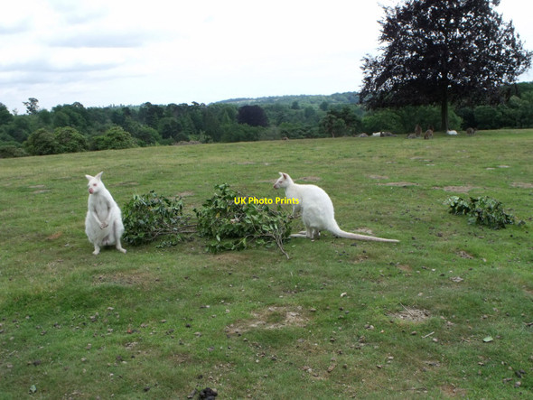 Photo 6"x4" Albino wallabies at Leonardslee, West Sussex Crabtree\/TQ2225 c2010