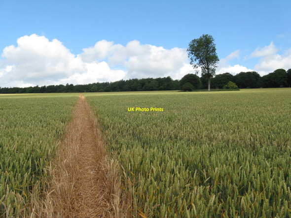 Photo 6"x4" Well defined footpath south of Selhurst Park Eartham c2010