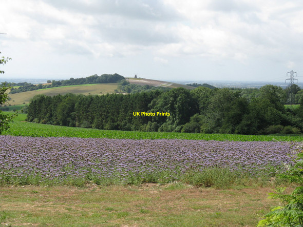 Photo 6"x4" View south across unknown crops near Selhurst Park Eartham c2010