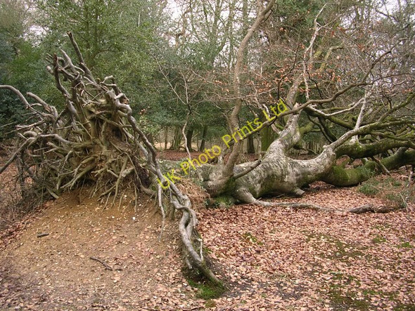 Photo 6"x4" Fallen beech in the Ocknell Inclosure, New Forest Stoney Cross c2006